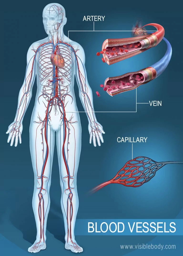 Arterie, vene e capillari (www.visiblebody.com)